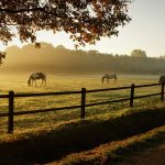 horses, grazing, ranch-5716127.jpg
